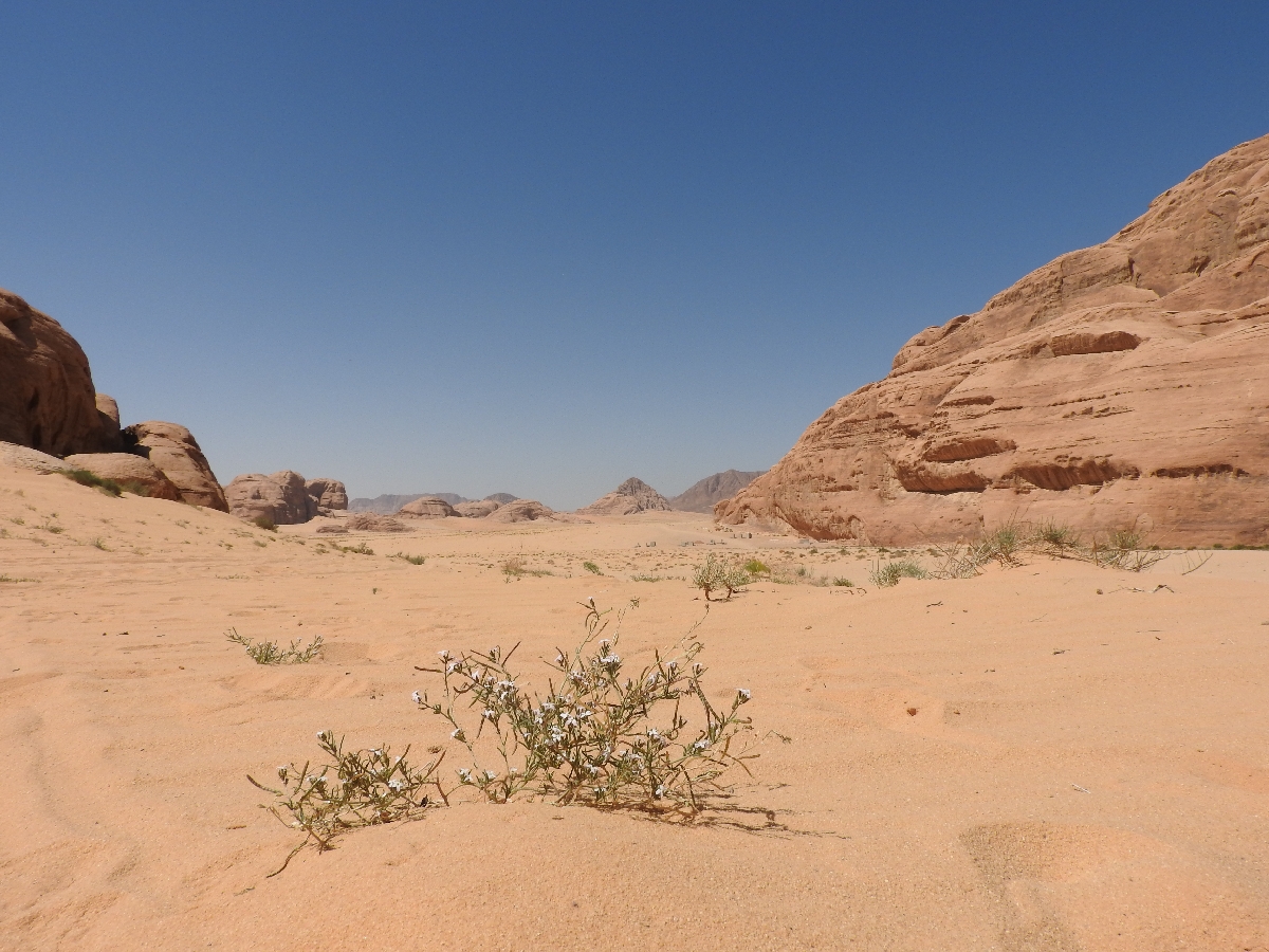 40 Wadi Rum